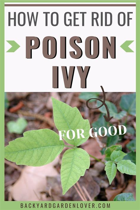 When should you worry about poison ivy?