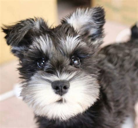 Where are Schnauzers most popular in the world?