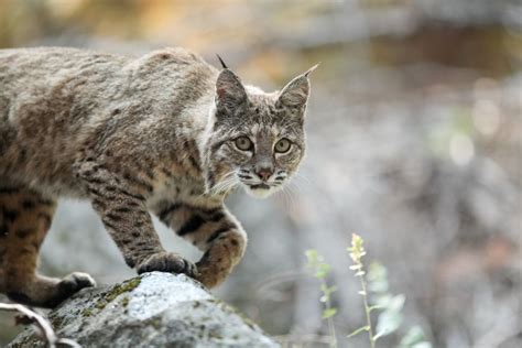 Where are bobcats most commonly found?