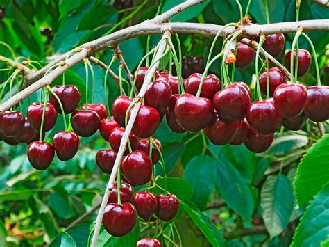 Where are cherries grown in Europe?