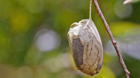Where are moth cocoons?