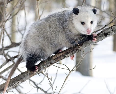 Where are opossums most common?