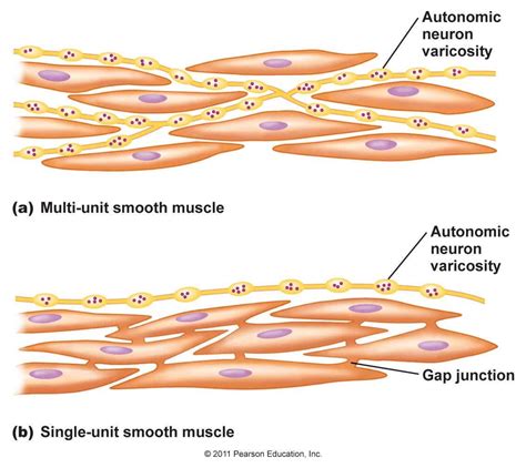 Where are smooth muscles found?
