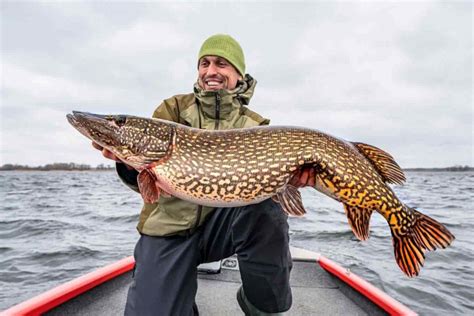 Where are the biggest pike in Europe?