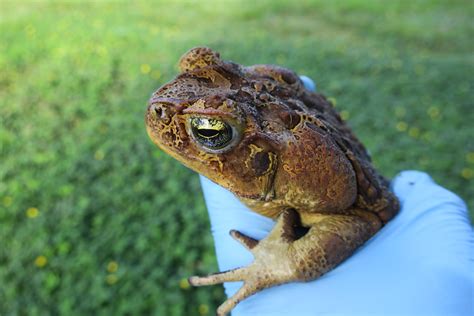 Where are toads found in Australia?