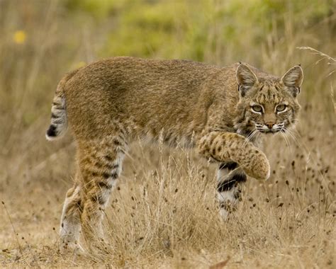 Where can I find bobcats in Ontario?