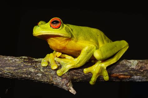 Where can I find frogs in Australia?