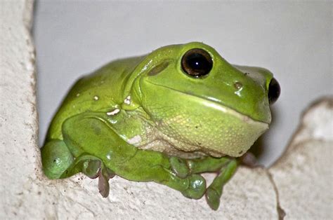Where can I find frogs in Sydney?