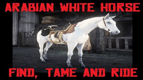 Where can I find rare white Arabian?