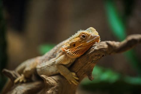 Where do Beardies like to be petted?