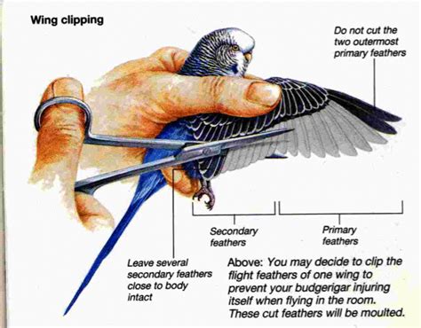 Where do birds like to be touched?