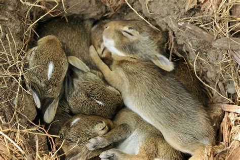 Where do bunnies like to sleep?