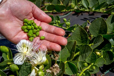 Where do capers come from?