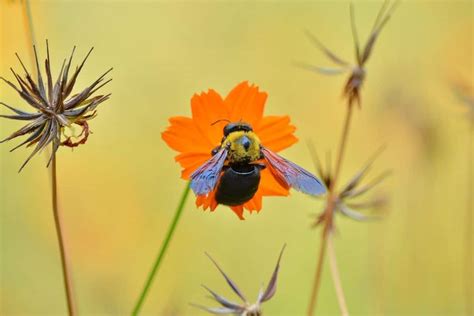 Where do carpenter bees sleep?