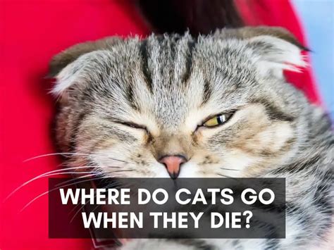 Where do cats go after they died?