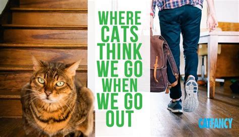 Where do cats think we go when we leave?