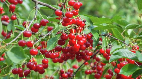 Where do cherries grow in Ukraine?