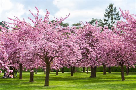 Where do cherry blossom trees grow?