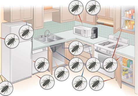 Where do cockroaches hide in kitchen?