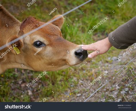 Where do cows like to be petted?