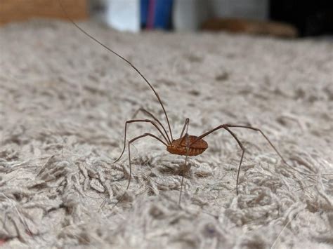 Where do daddy long legs go in the winter?