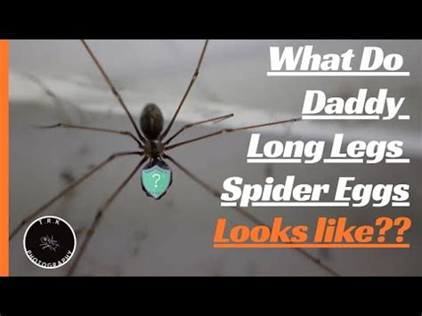 Where do daddy long legs lay eggs?