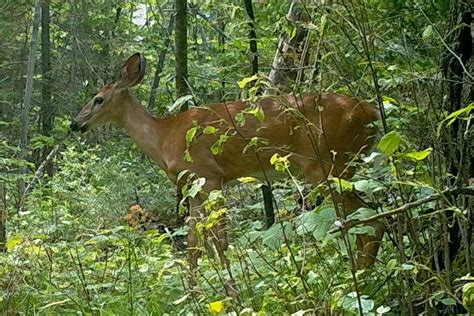 Where do deer live in Indiana?