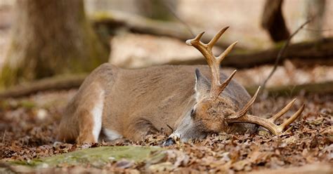 Where do deer sleep?