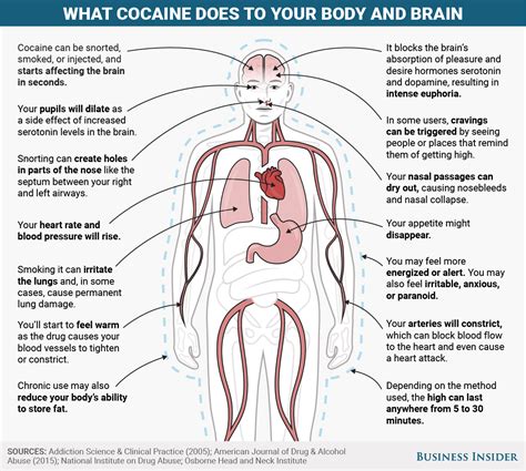 Where do drugs go in the body?