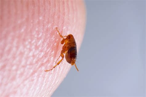 Where do fleas bite the most?