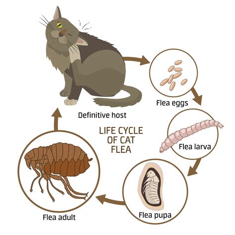 Where do fleas come from?