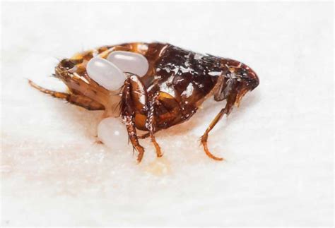 Where do fleas lay eggs?