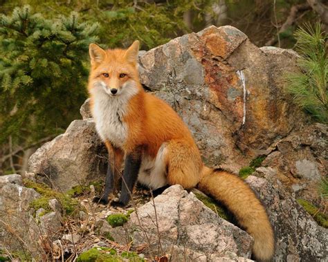 Where do foxes live in Toronto?