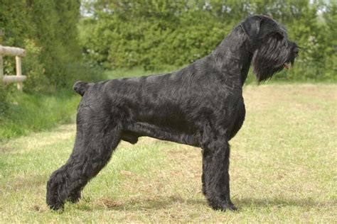 Where do giant schnauzers rank in intelligence?