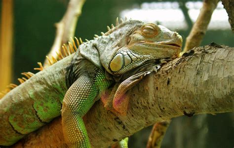 Where do iguanas go to sleep?