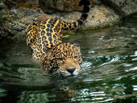 Where do jaguars like to live?