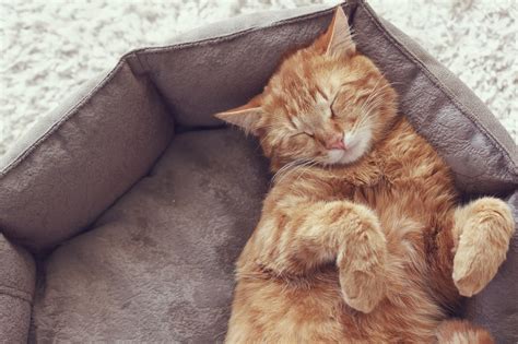 Where do lost cats sleep?