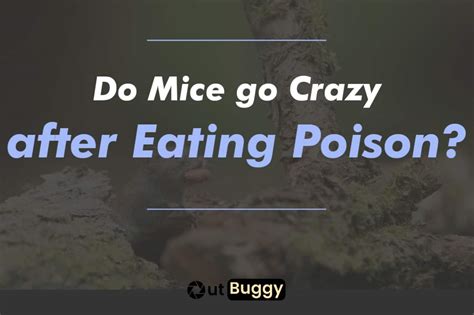 Where do mice go after eating poison?