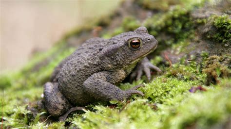 Where do most frogs and toads live?