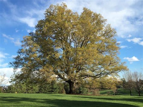 Where do oak trees grow best?