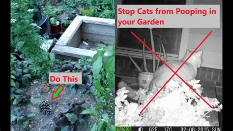 Where do outdoor cats poop?