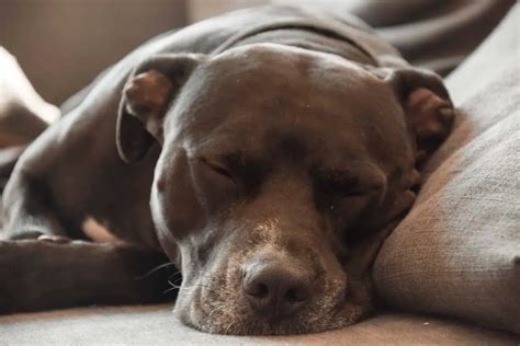 Where do pitbulls like to sleep?