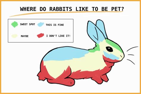 Where do rabbits like to be massaged?