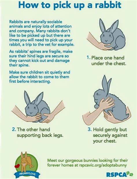 Where do rabbits not like to be touched?