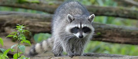 Where do raccoons live in Ontario?