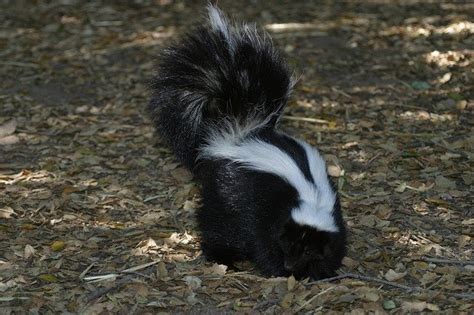 Where do skunks live in Ontario?