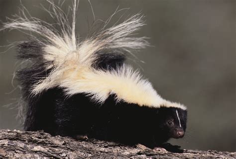 Where do skunks mostly live?