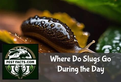 Where do slugs go during the day?