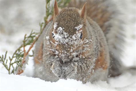 Where do squirrels live in winter in Toronto?