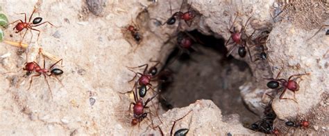 Where do the ants go after they eat the bait?